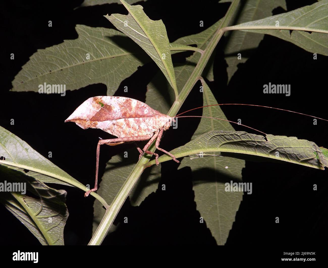 Blassbraune Katydid (Familie Tettigoniidae) imitieren ein totes Blatt, das auf einem natürlichen dunklen Hintergrund aus dem Dschungel von Belize, Mittelamerika, isoliert ist Stockfoto