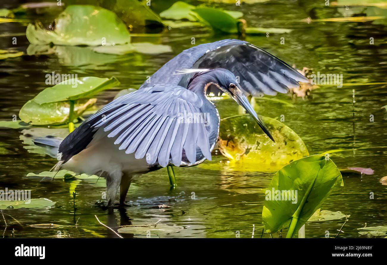 Great Blue Heron im Teich im Six Mile Cypress Slough Preserve in Fort Myers, Florida, USA Stockfoto