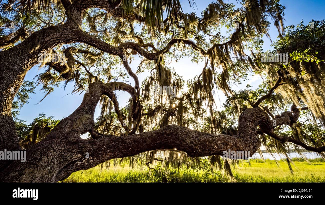 Spanischer Moos auf einer Live-Eiche, wobei die Sonne im Myakka River State Park in der US-amerikanischen Stadt Sasota, Florida, scheint Stockfoto