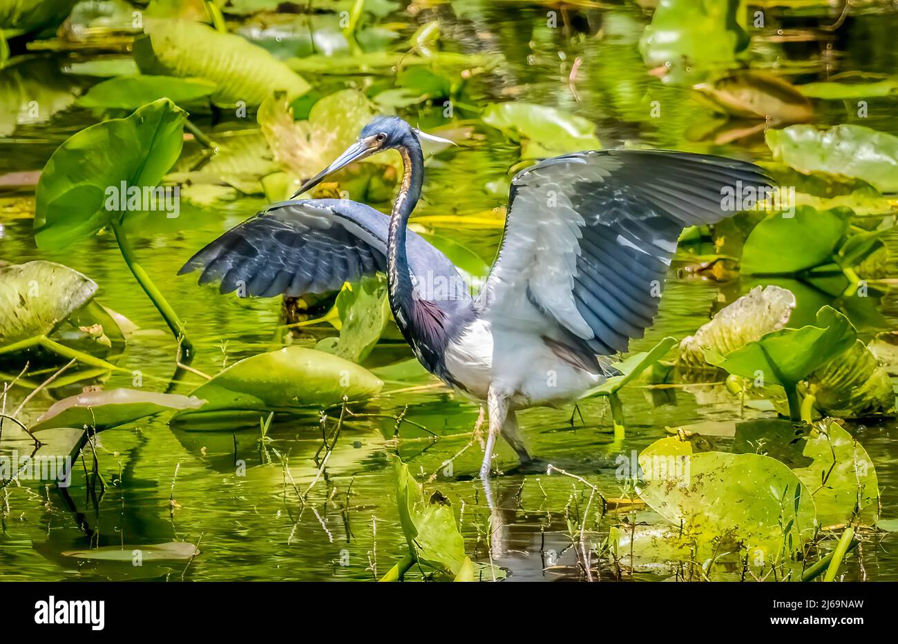 Great Blue Heron im Teich im Six Mile Cypress Slough Preserve in Fort Myers, Florida, USA Stockfoto