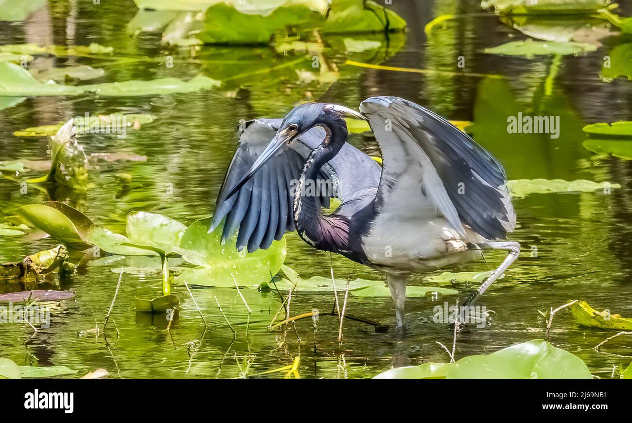 Great Blue Heron im Teich im Six Mile Cypress Slough Preserve in Fort Myers, Florida, USA Stockfoto