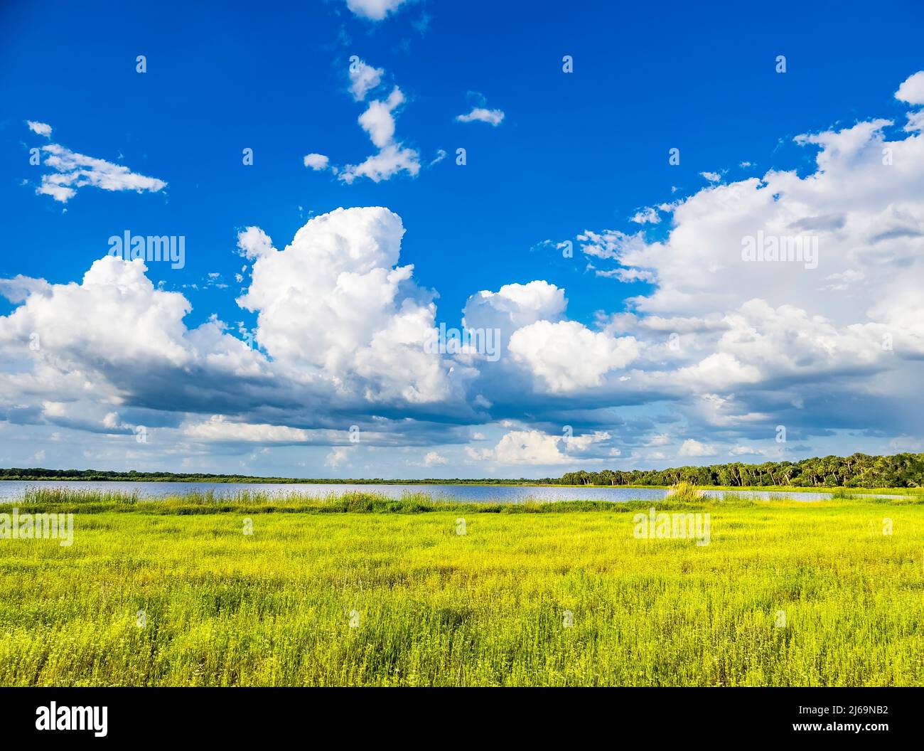 Blauer Himmel mit großen Wolken über dem Myakka River State Park in der US-amerikanischen Stadt Saasota Floirida Stockfoto