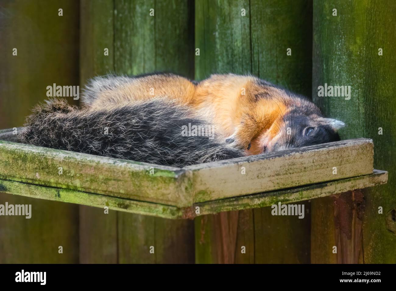 Fuchs Eichhörnchen schlafen in Vogelfutterhäuschen. Zuerst bekommt man das Essen in der Schlange! Stockfoto