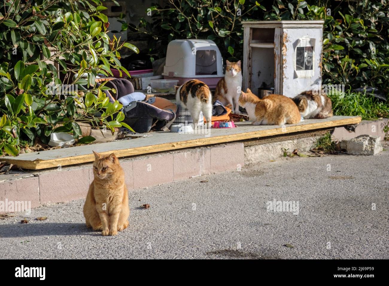 Streunende Katzen vor dem verkommen Jerma Palace Hotel in Marsaskala, Malta Stockfoto