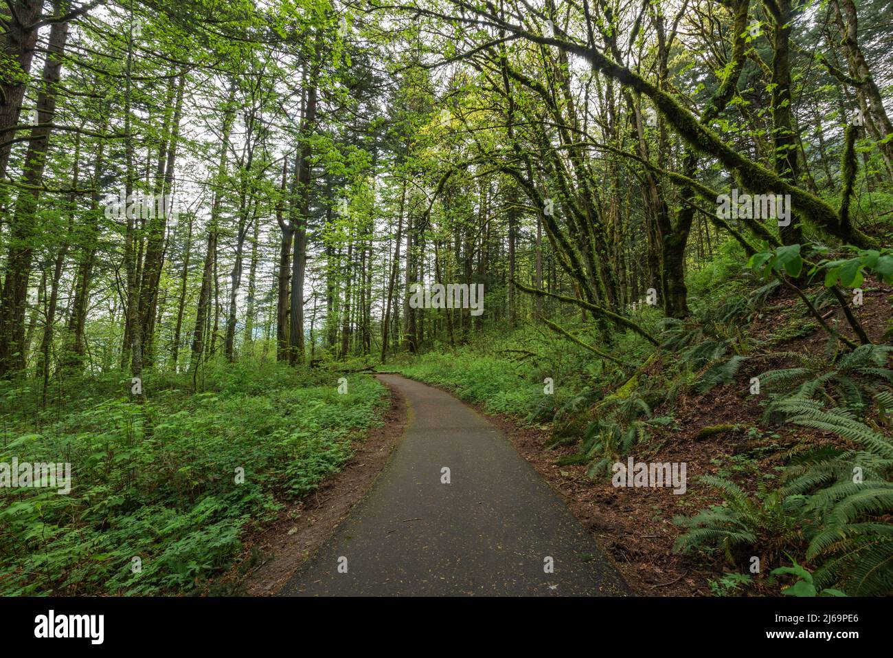 Wanderweg durch üppig grünen Wald in der Columbia River Gorge, Oregon Stockfoto