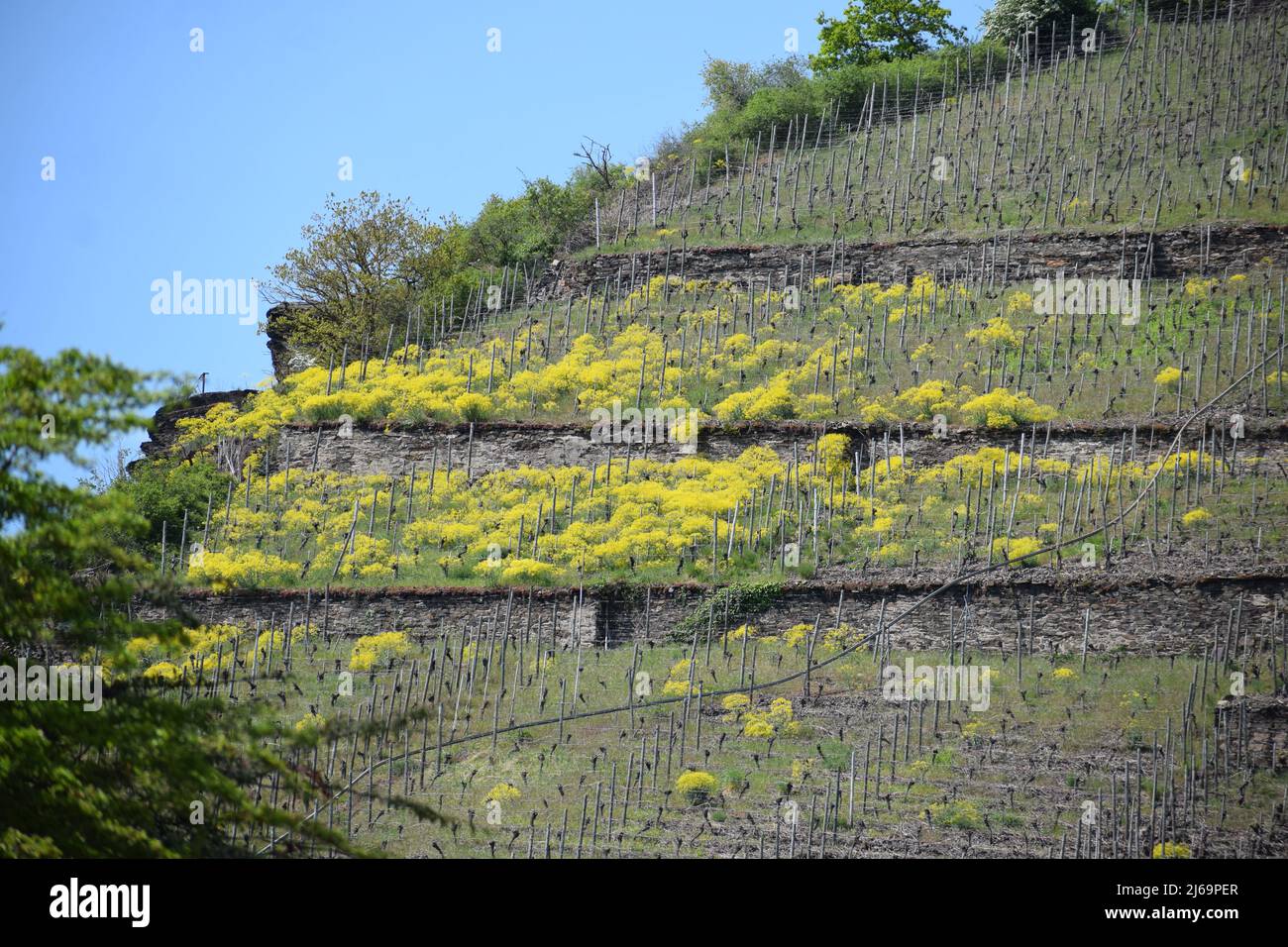 Gelbes Oelsaat in einem terrassierten Weinberg Stockfoto