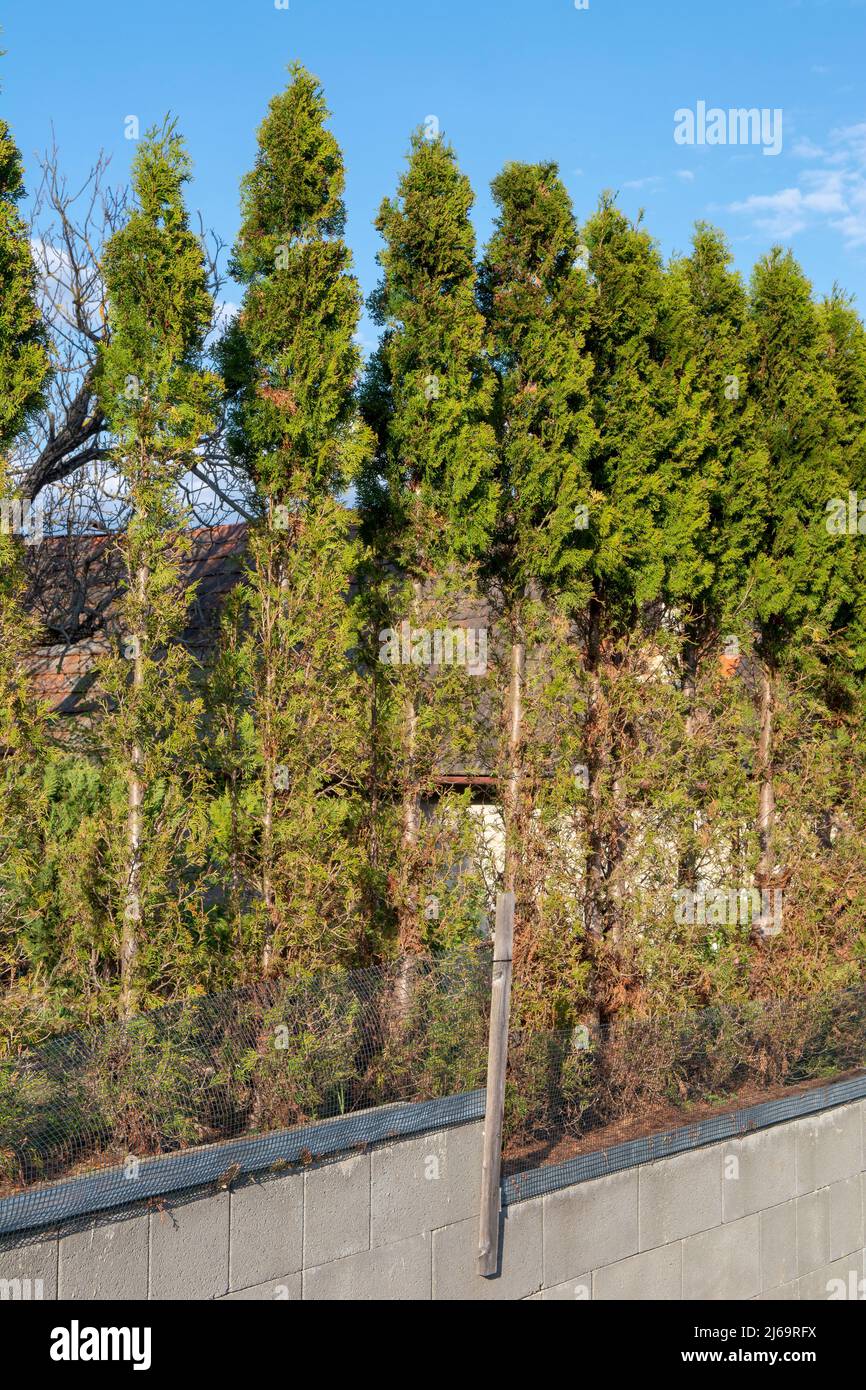 Thuja (Arborvitae) ste und Nadeln, die in der Wintersaison von Rehen  gefressen werden. Schden durch Hirsche an der Zedernhecke Stockfotografie  - Alamy