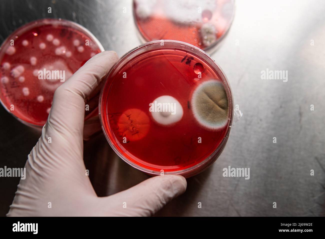 Schimmel und Bakterien auf rotem Agar. Agarmedium für Krankheitserreger. Form s Stockfoto