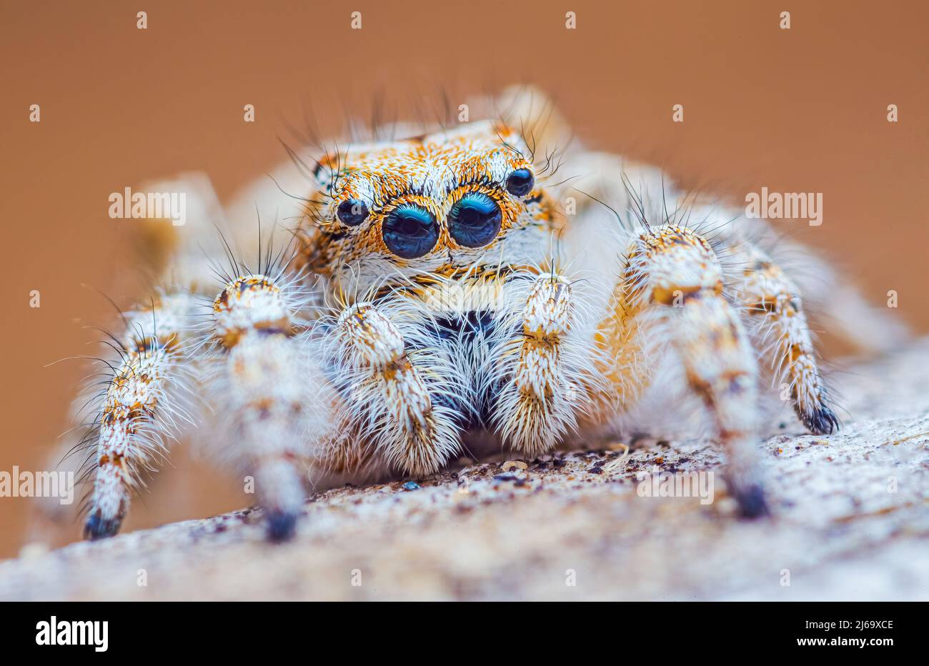 Spinnenportrait, springendes Spinnenportrait - Yllenus arenarius Stockfoto
