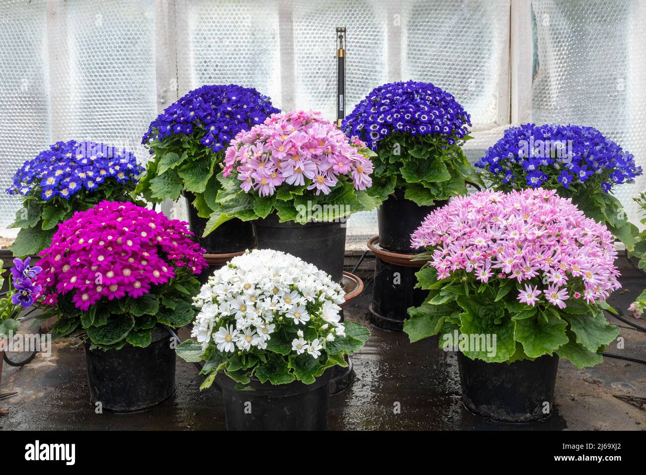 Cineraria Star Wars (Pericallis x hybrida) Topfpflanzen, die in einem Gewächshaus, auch Senecio cruentus genannt, angebaut werden Stockfoto