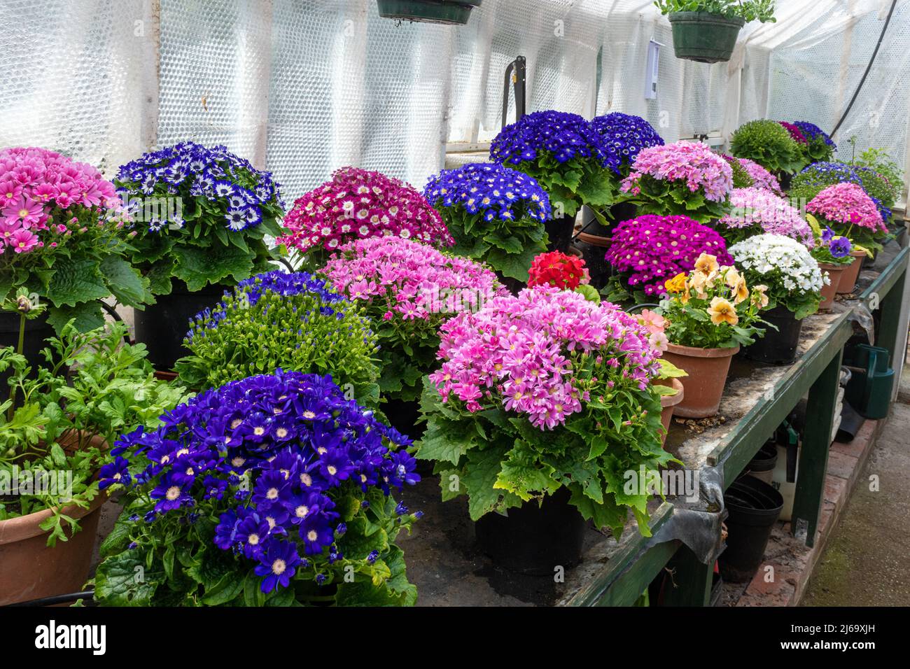 Cineraria Star Wars (Pericallis x hybrida) Topfpflanzen, die in einem Gewächshaus, auch Senecio cruentus genannt, angebaut werden Stockfoto