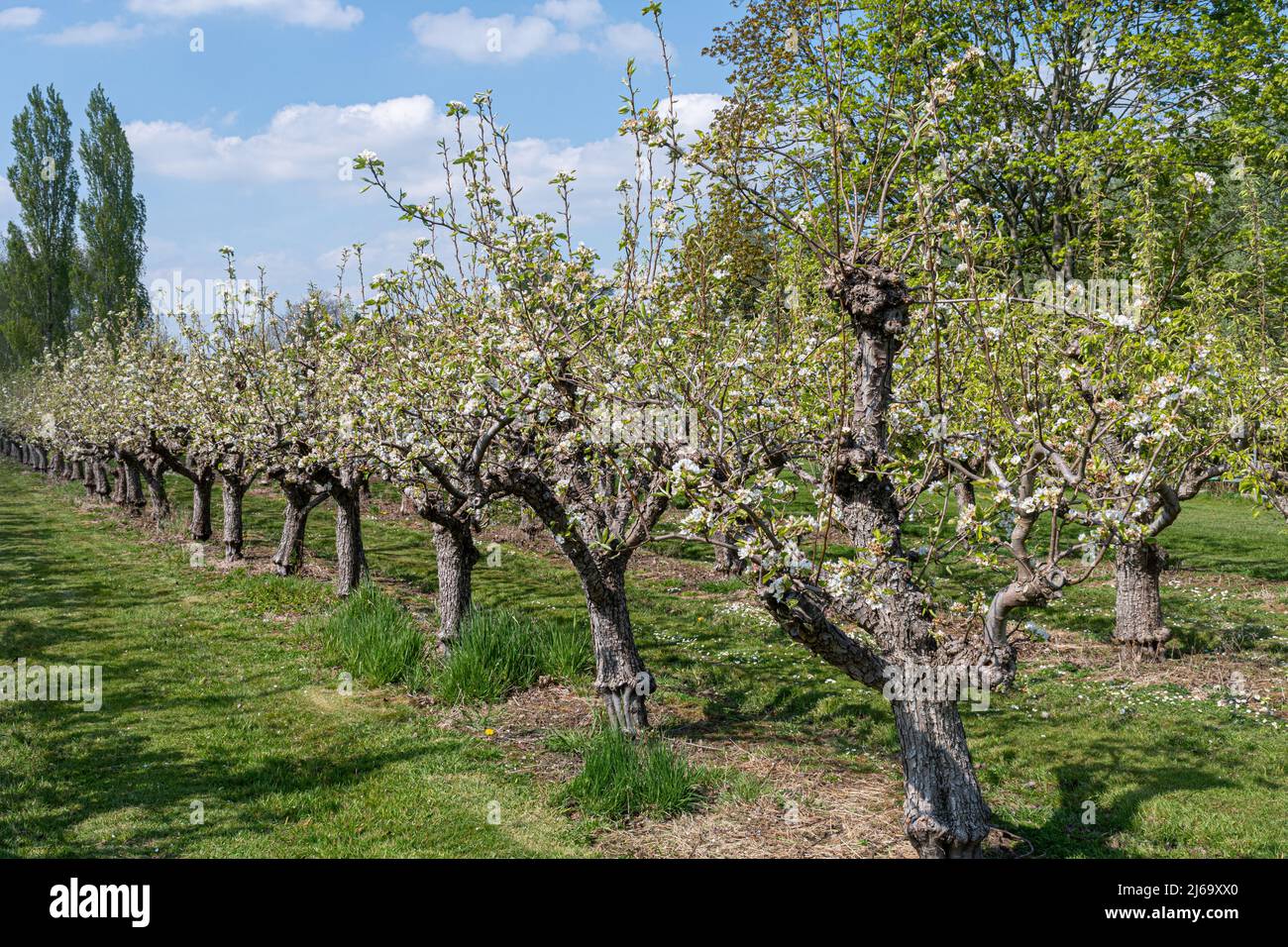 Obstgarten mit blühenden Birnenbäumen in Waterperry Gardens in Oxfordshire, England, im Frühling oder April Stockfoto