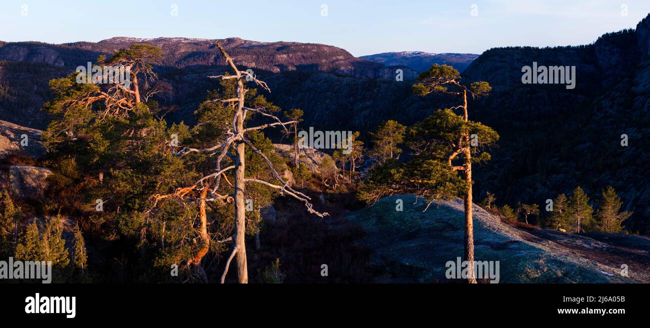 Frühe goldene Stunde Morgenlicht auf Pinien und Bergen in Nissedal, Telemark, Norwegen, Skandinavien. Stockfoto