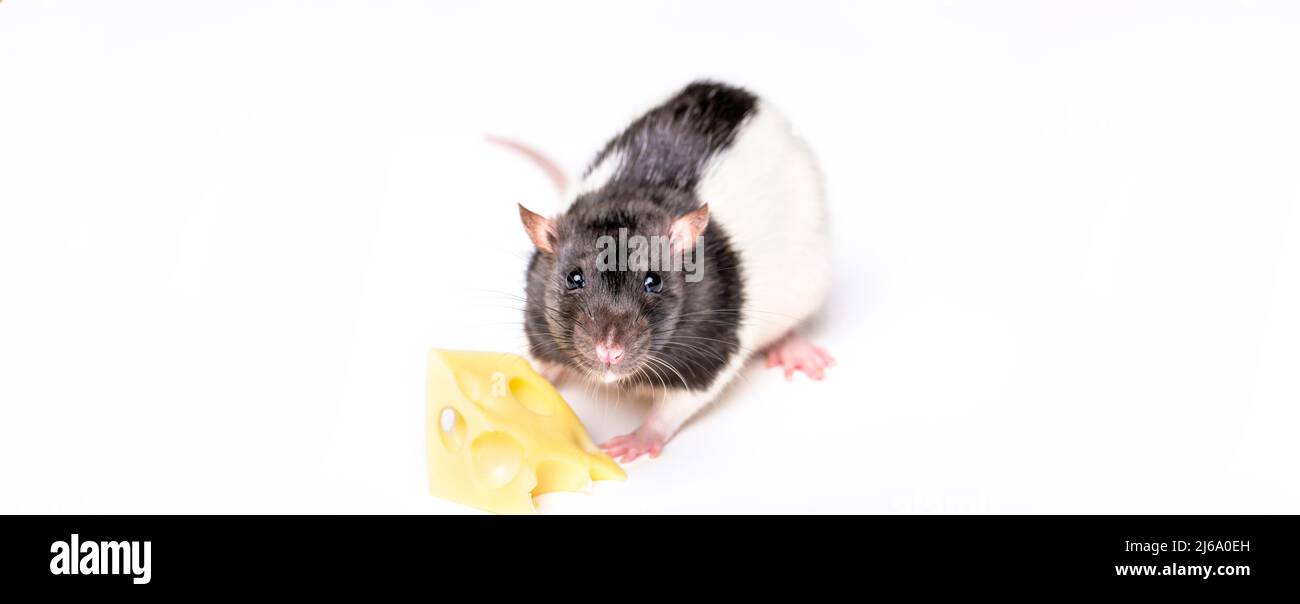 Maus mit einer Scheibe Schweizer Käse isoliert auf weiß. Kleine Maus versucht, ein Stück Käse zu bewegen. Käse und Maus Stockfoto