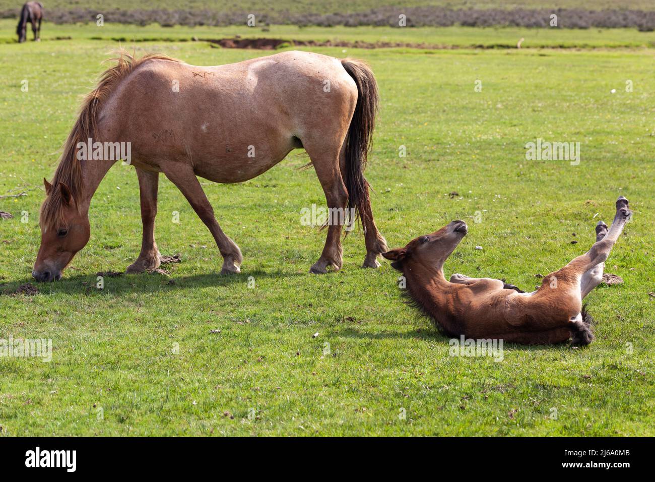 New Forest Stute und Fohlen. Stockfoto