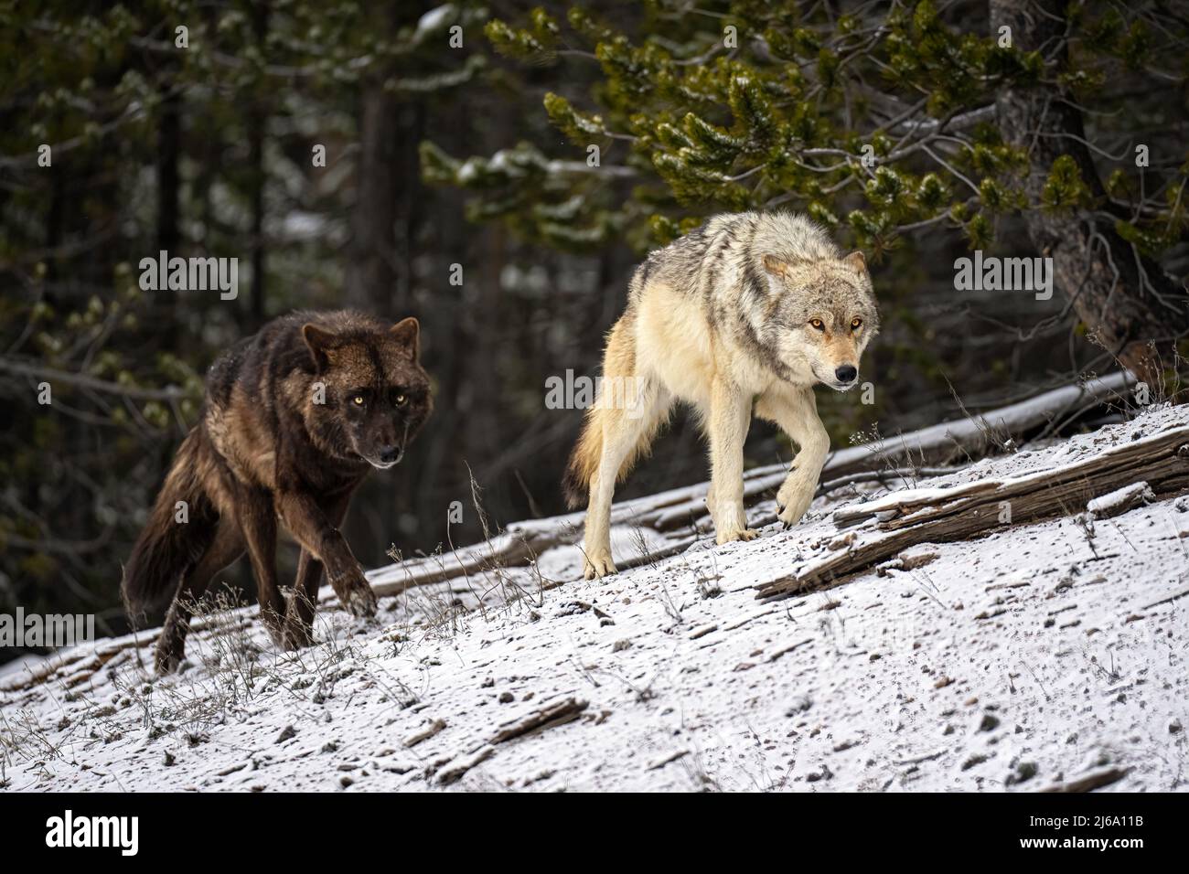 Schwarze und graue Wölfe Stockfoto