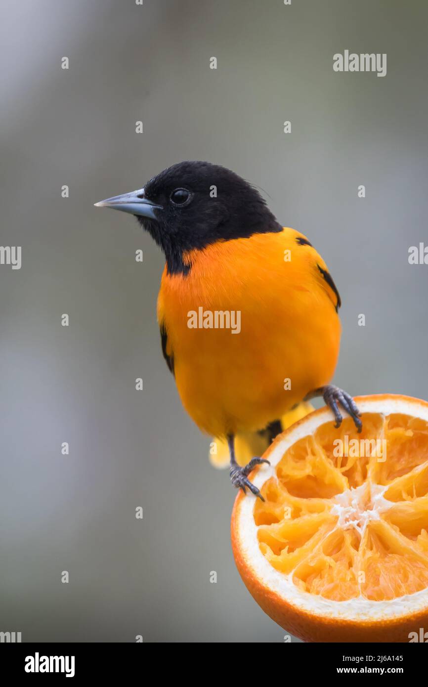 Männliche Baltimore Oriole füttert Orangen am Futterhäuschen Stockfoto