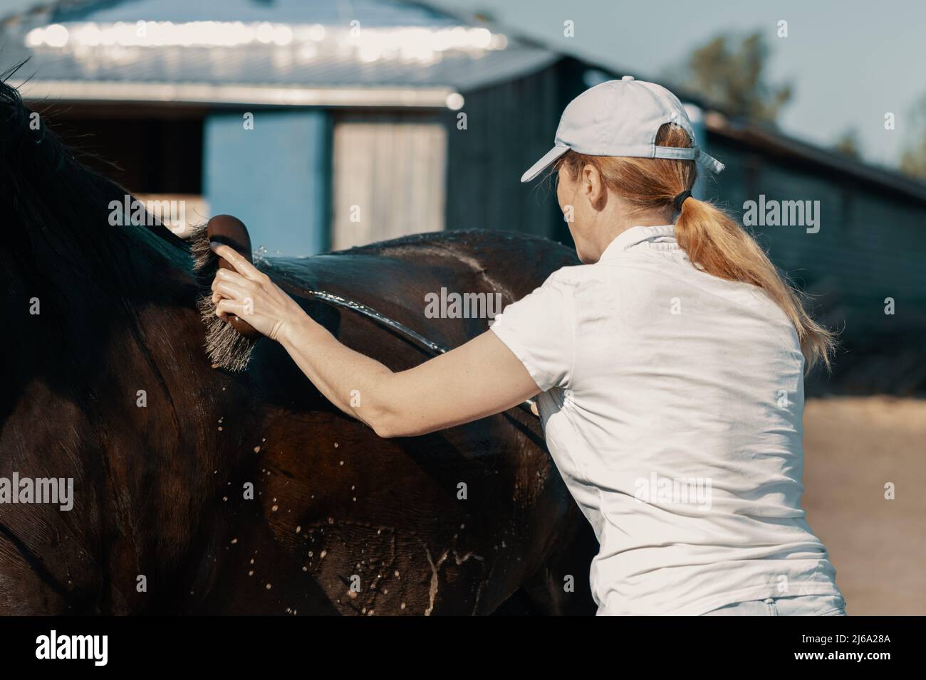 Frau waschen schmutziges Pferd mit Dandy Bürste und Wasser in der Nähe stabil im Freien. Stockfoto