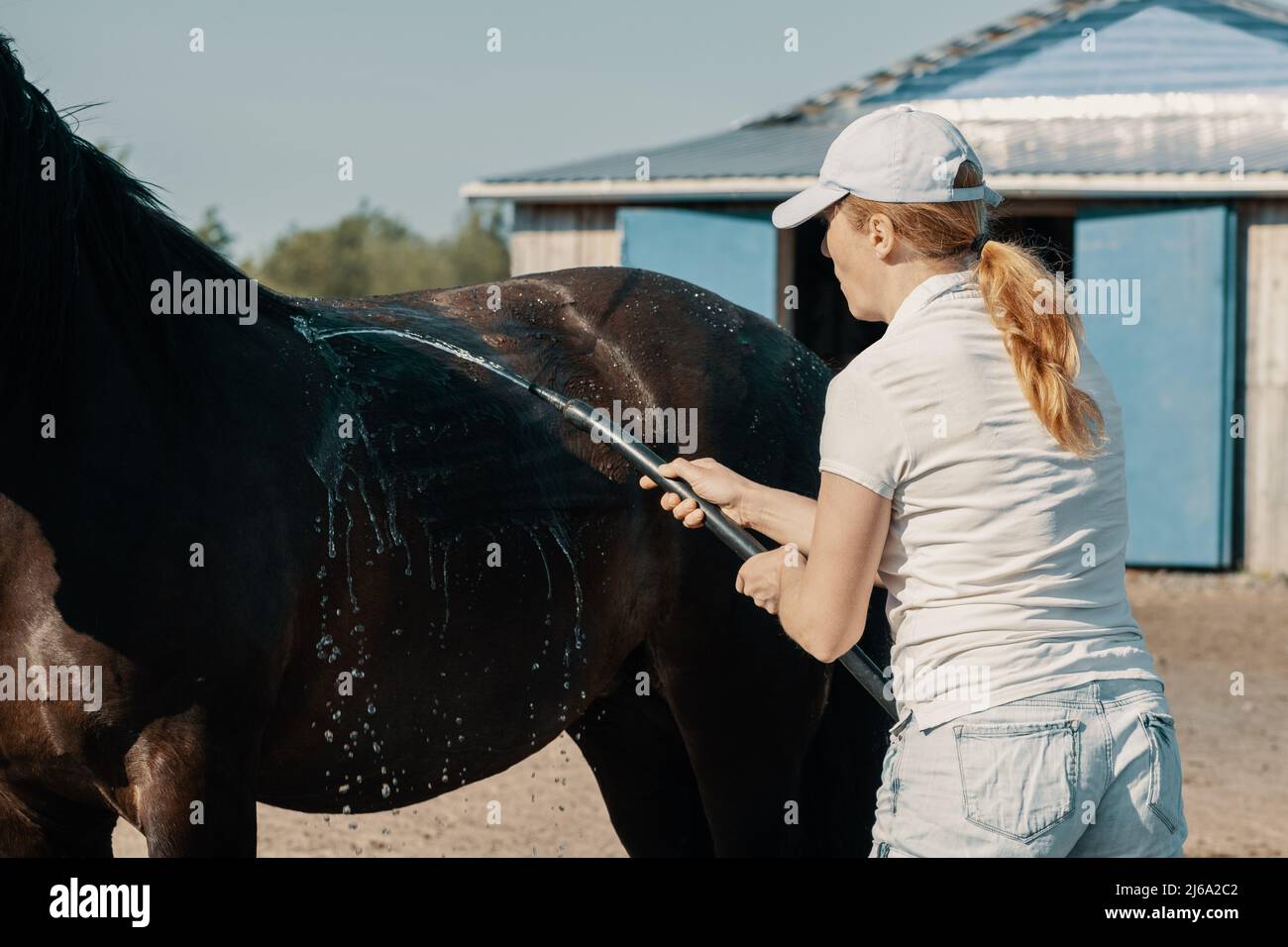 Frau, die sich im Freien mit einem Schlauch den Rücken des Pferdes wascht. Stockfoto