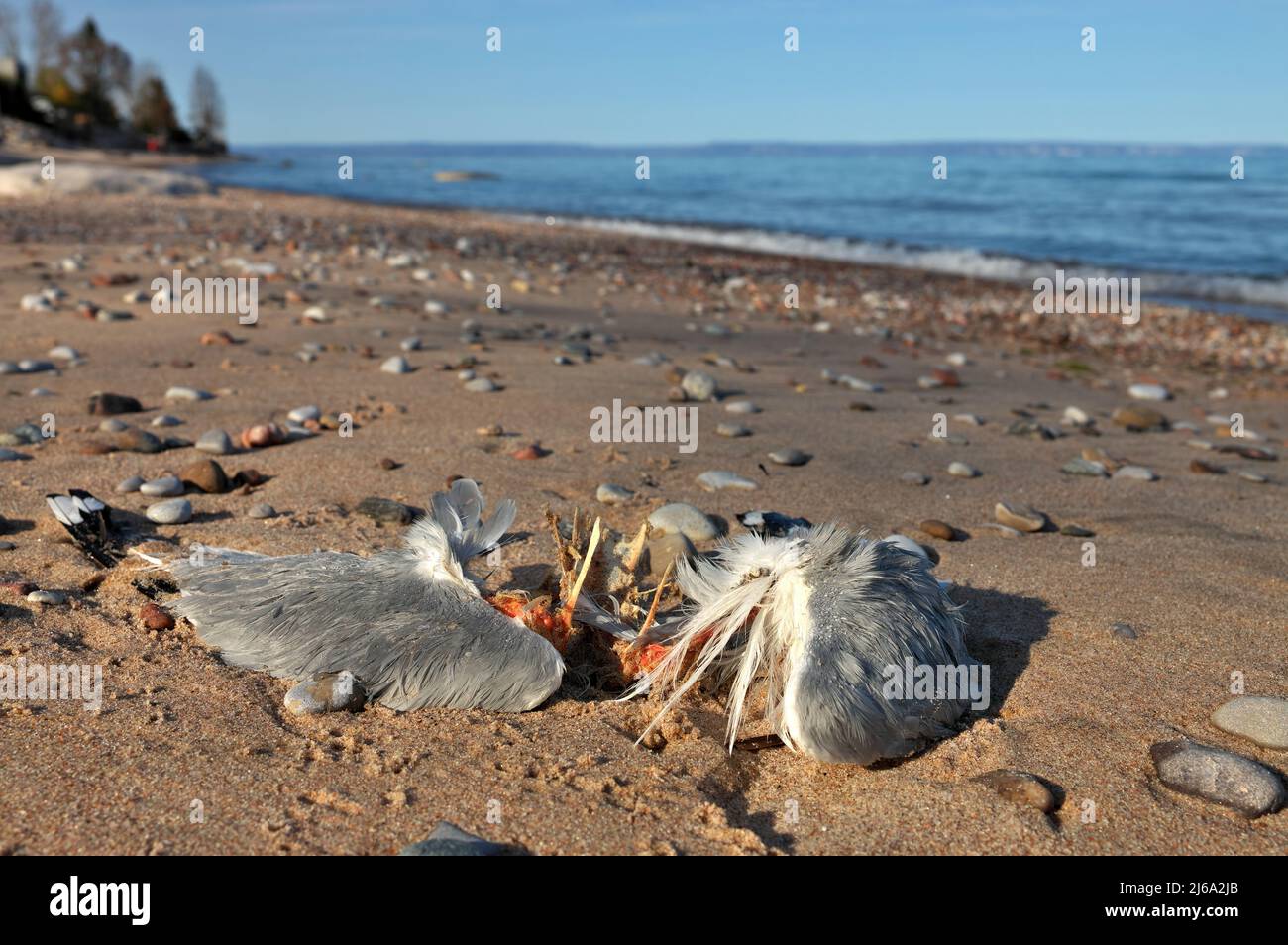 Nahaufnahme von Toten teilweise zersetzte oder gefressene Möwe am Strand Stockfoto