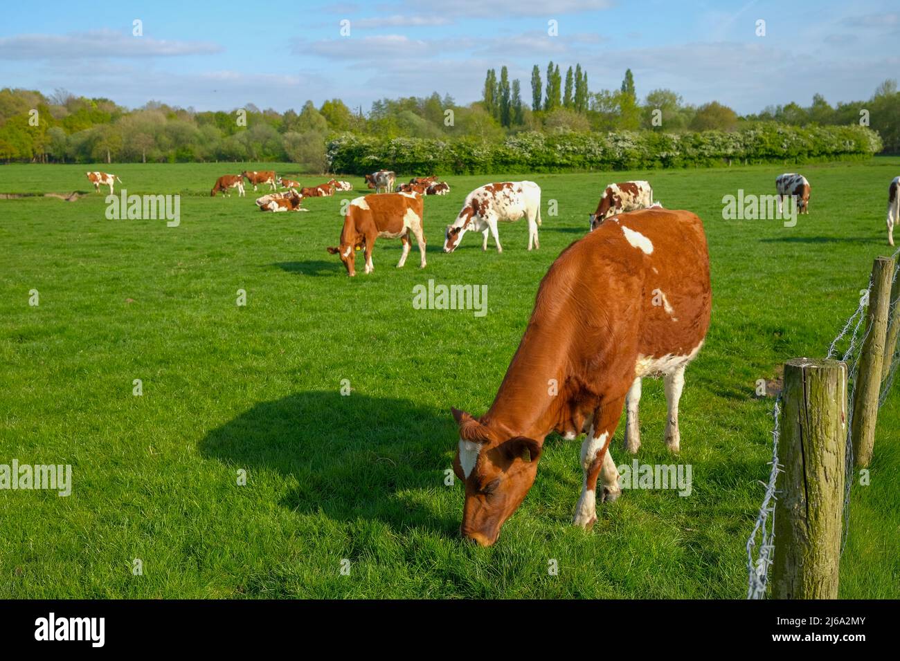 Offenes Ackerland neben Monton Village Eccles Manchester UK Rinder grasen auf dem Gras Stockfoto