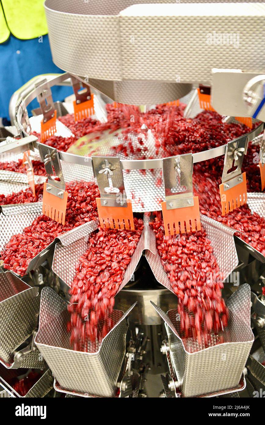 Verarbeitung von Preiselbeeren in der modernen und hochmodernen Ocean Spray-Fabrik in Wisconsin Rapids, Wisconsin, USA Stockfoto