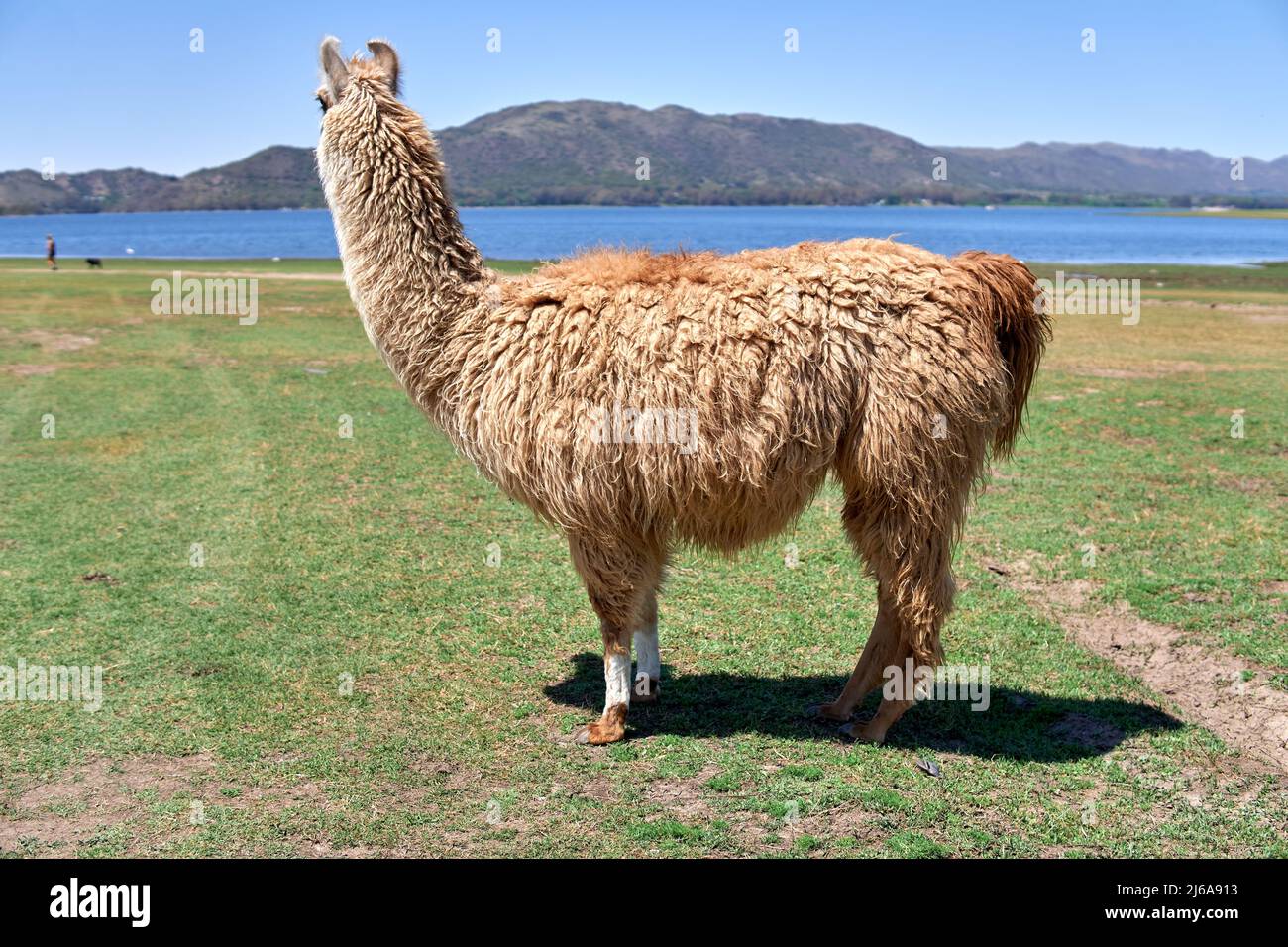 Brown lama isoliert und blickt zurück auf den See und den Berg. Schöne Landschaft von cordoba argentinien Stockfoto