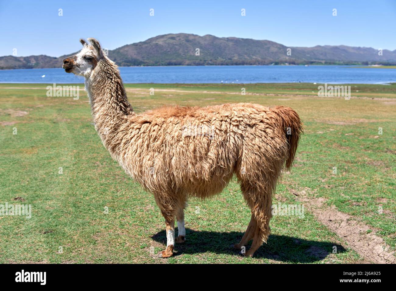 Nahaufnahme eines braunen Lamas auf Gras in Cordoba, Argentinien. Porträt eines lama glama in der Natur Stockfoto