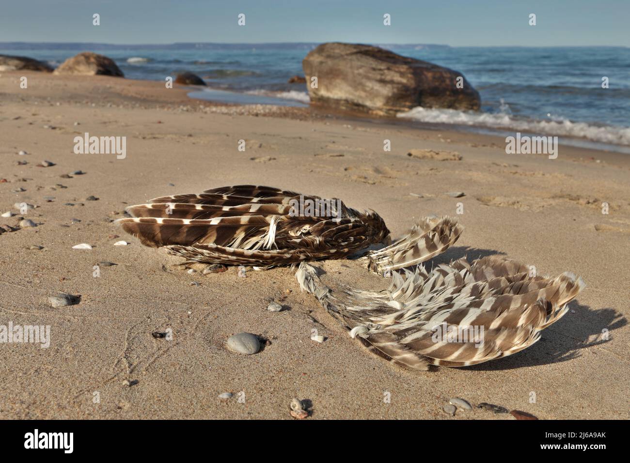 Low Angle Close Up of Dead Teilweise zersetzte oder gefressene Möwe oder Vogel am Strand Stockfoto