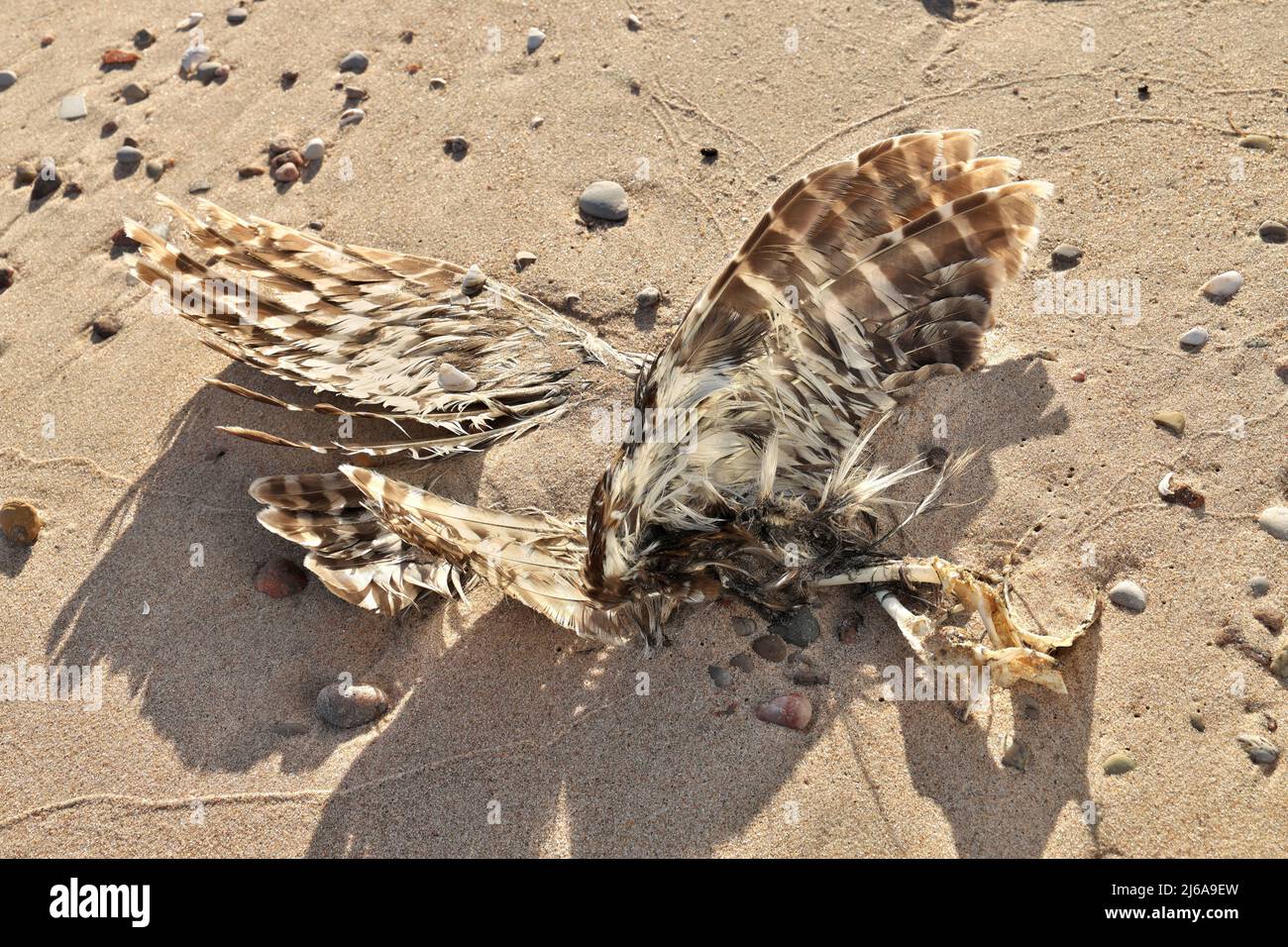 High Angle Close Up of Dead Teilweise zersetzte oder gefressene Möwe oder Vogel am Strand Stockfoto