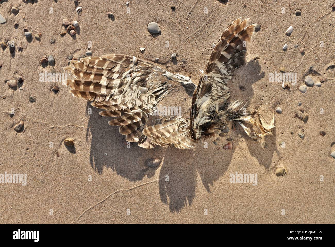 Direkt über Close Up of Dead teilweise zersetzte oder gefressene Möwe oder Vogel am Strand Stockfoto