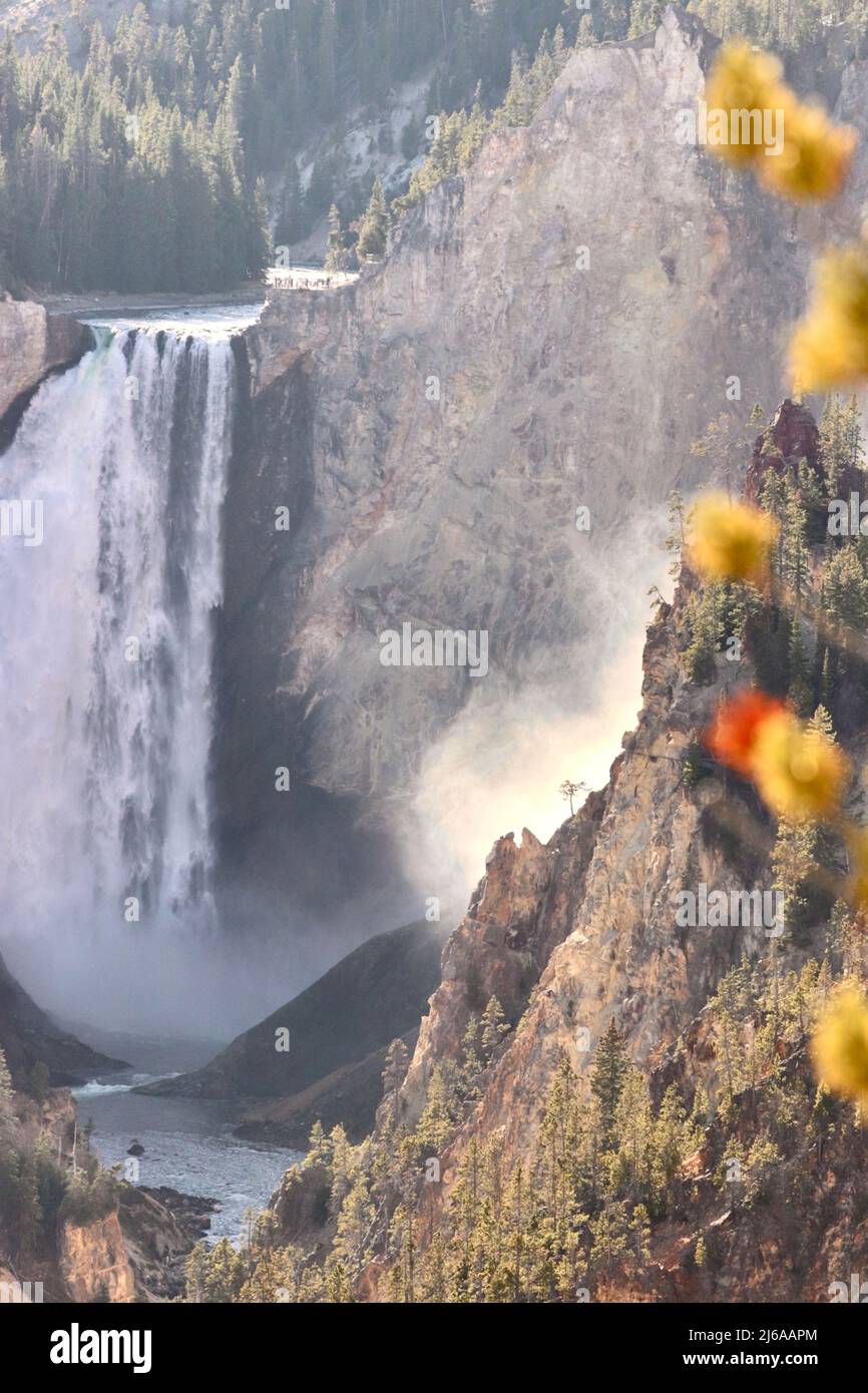 Grand Canyon der Yellowstone Falls Stockfoto