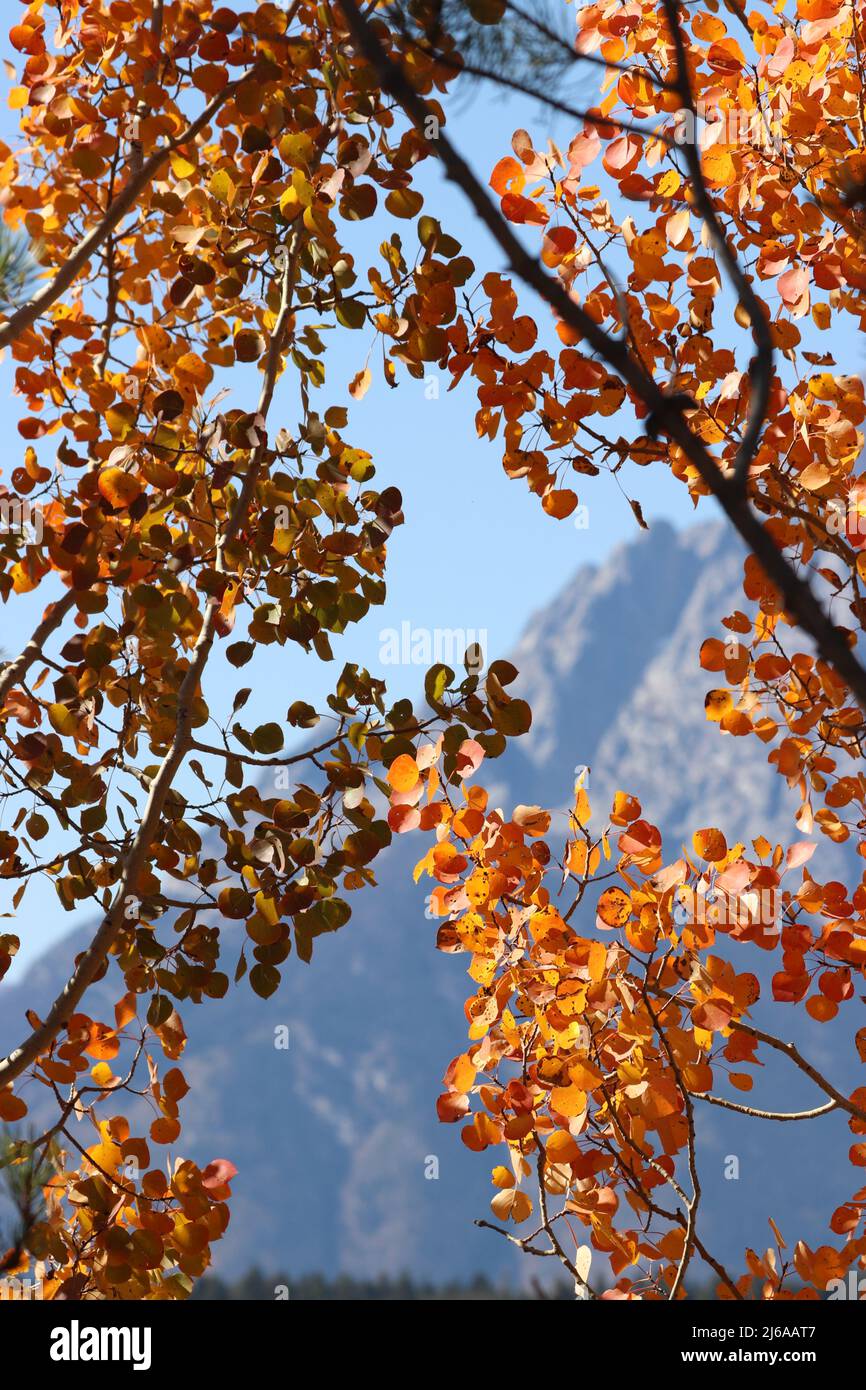 Im Grand Teton National Park kann man im Herbst Blätter gucken Stockfoto