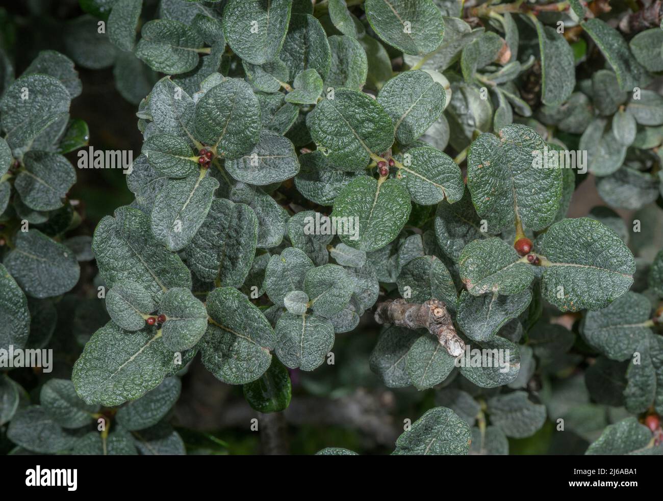 Boyds Zwergweide, Salix x boydii, Schottland. Natürlicher Hybrid. Stockfoto