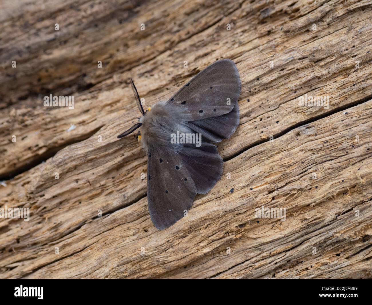 Diaphora mendica, die Muslin Moth, ruht auf einem Stück faulen Holzes. Stockfoto