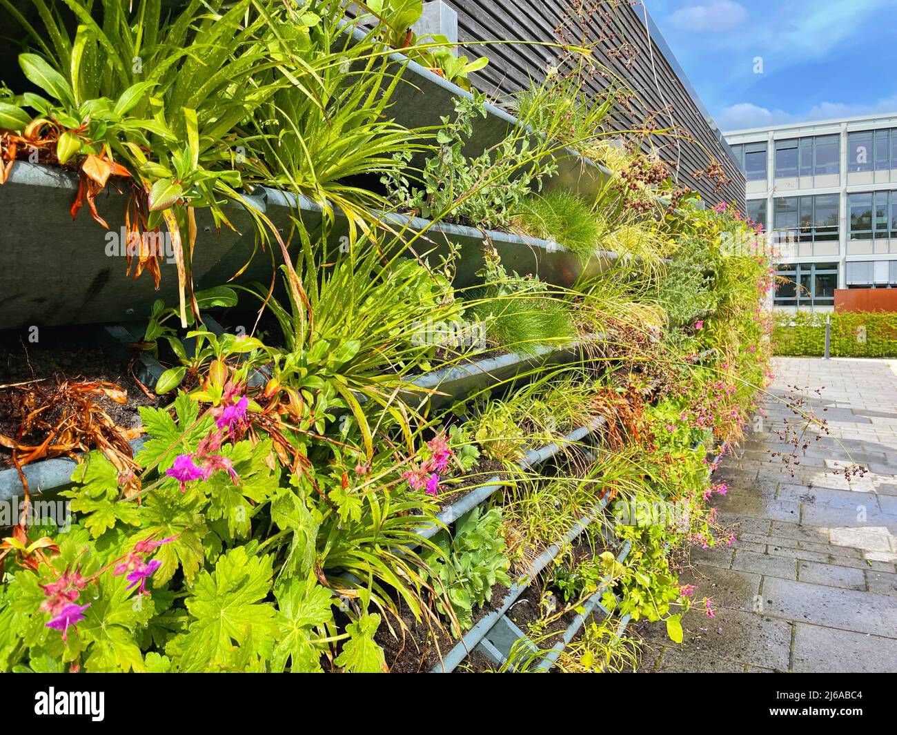 Wohnwandgarten im Zentrum von Oldenburg. Vertikale grüne Wand Garten für Klimaanpassung und städtische Begrünung Stockfoto
