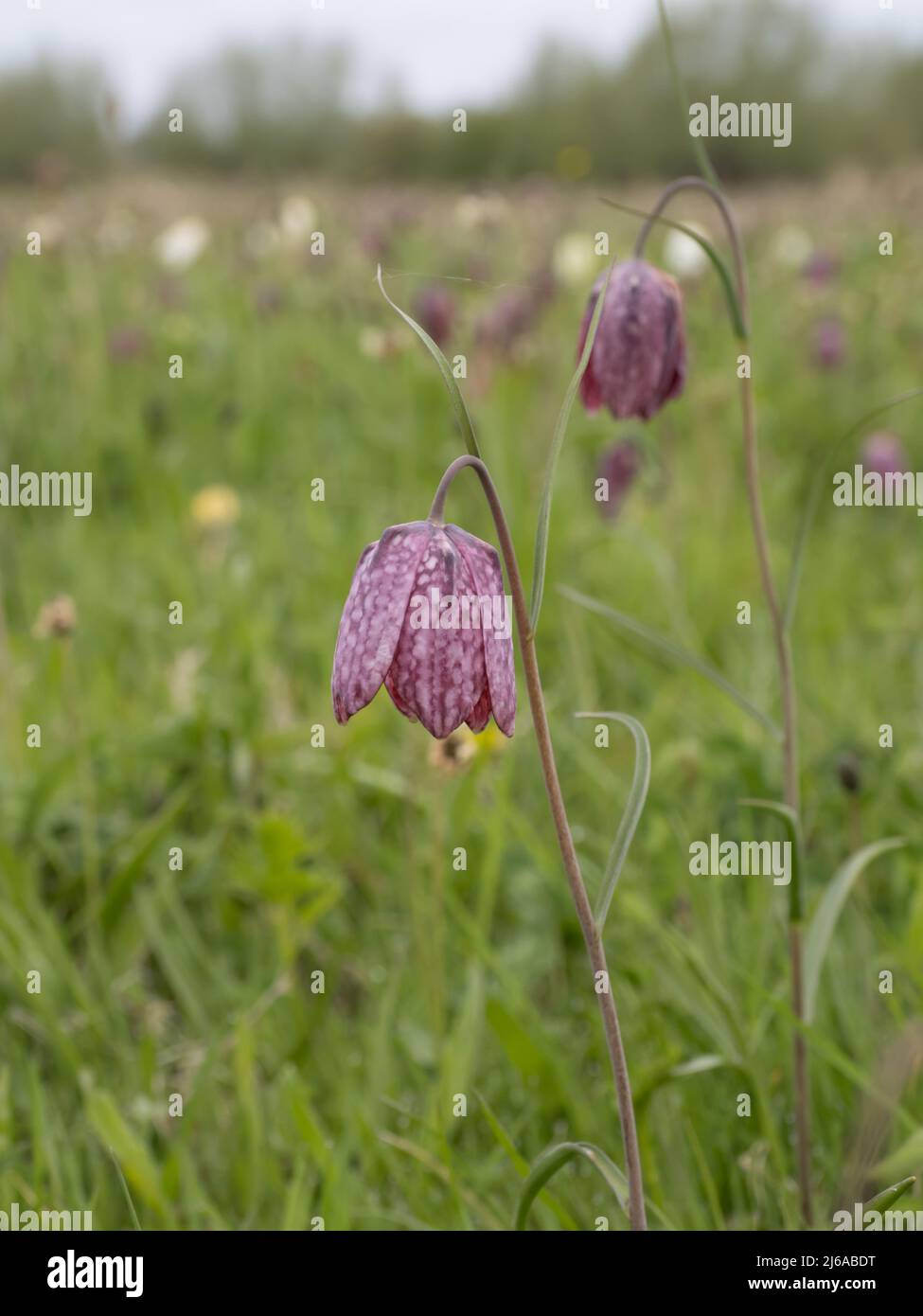 Fritillaria meleagris, gebräuchliche Namen sind Schlangenkopf Fritillary, Schlangenkopf, Schachblume, Froschbecher, Meerschweinchenblume, Guinea-Blume. Stockfoto