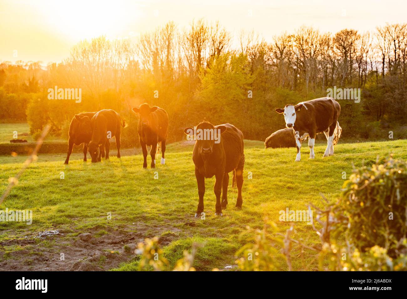 Arnside, Milnthorpe, Cumbria, Großbritannien 29.. April 2022 Rinder bei Sonnenuntergang nach einem sonnigen Tag in Arnside, Milnthorpe, Cumbria, Großbritannien. Quelle: John Eveson/Alamy Live News Stockfoto