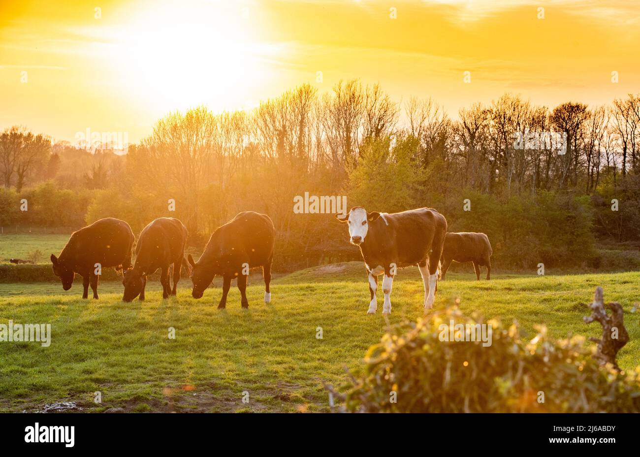 Arnside, Milnthorpe, Cumbria, Großbritannien 29.. April 2022 Rinder bei Sonnenuntergang nach einem sonnigen Tag in Arnside, Milnthorpe, Cumbria, Großbritannien. Quelle: John Eveson/Alamy Live News Stockfoto