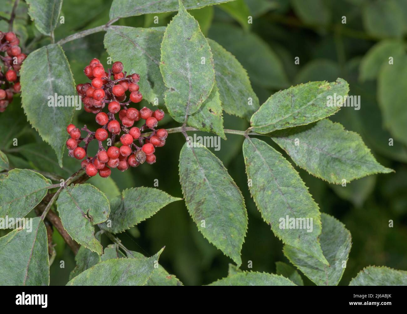 55+ Rote Holunderbeere Gartenglück, Wie viele beeren tatsächlich