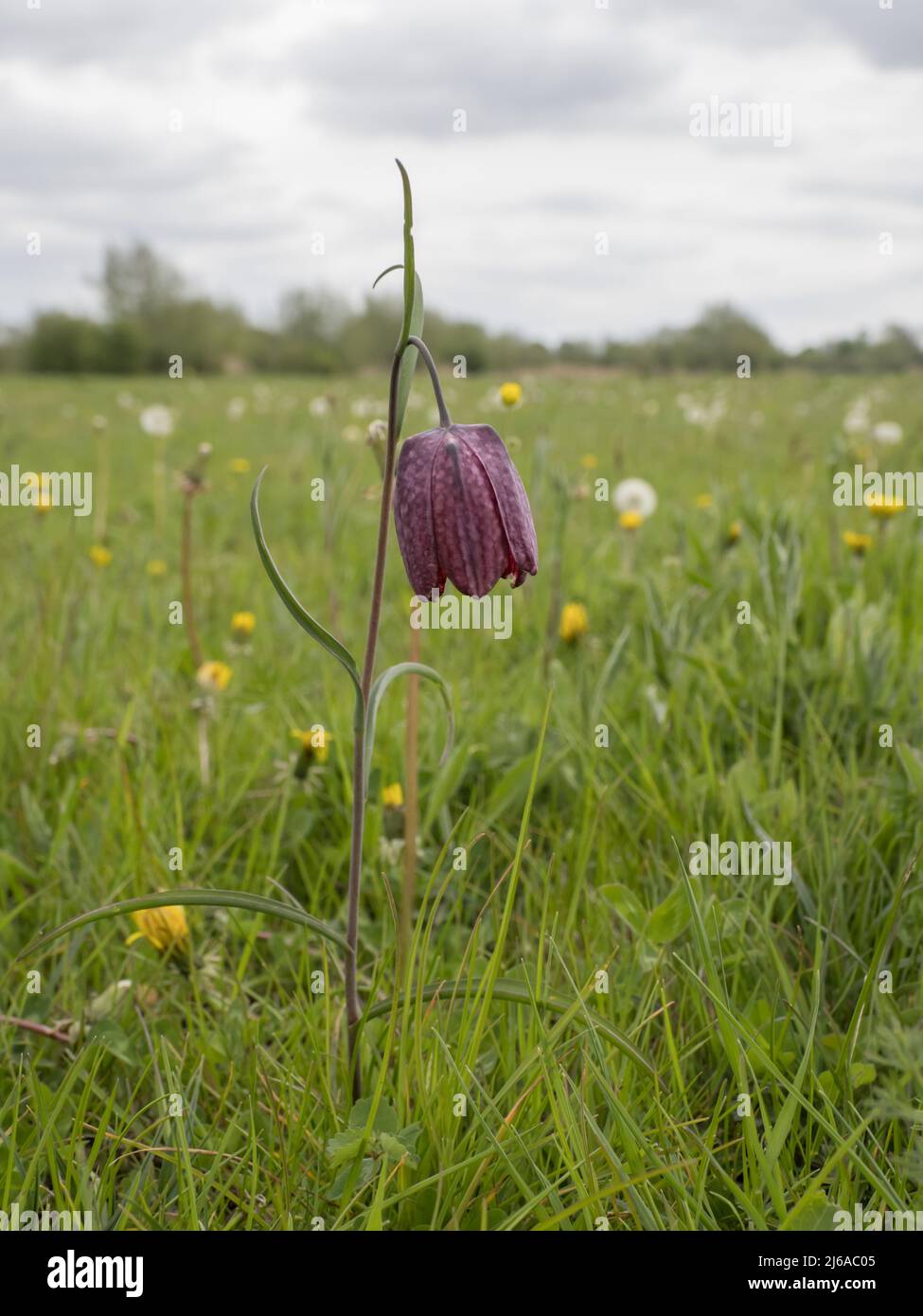 Fritillaria meleagris, gebräuchliche Namen sind Schlangenkopf Fritillary, Schlangenkopf, Schachblume, Froschbecher, Meerschweinchenblume, Guinea-Blume. Stockfoto