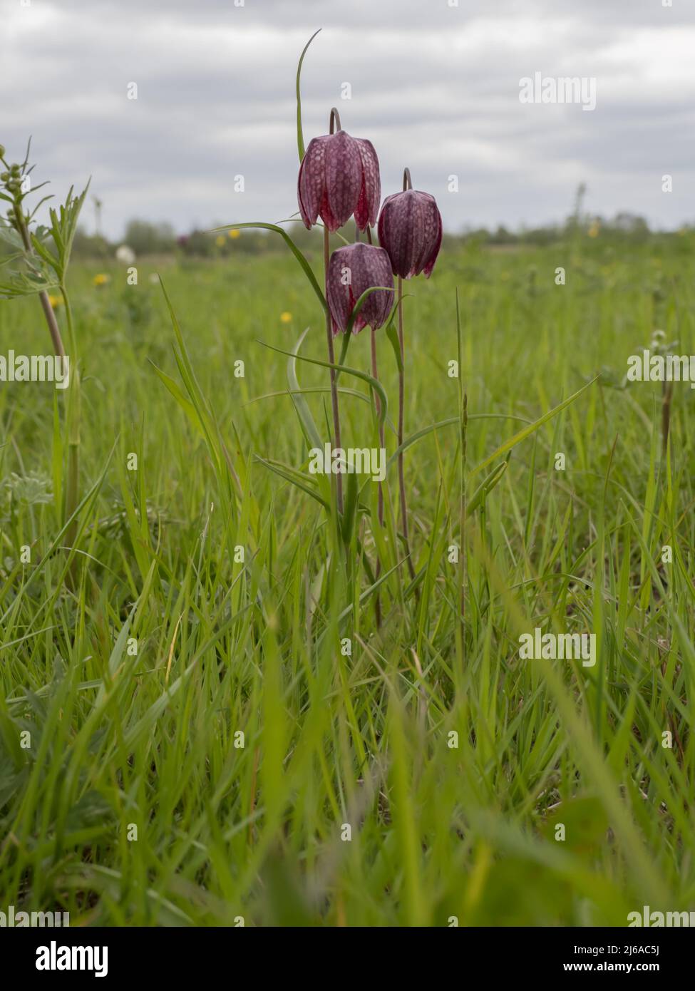 Fritillaria meleagris, gebräuchliche Namen sind Schlangenkopf Fritillary, Schlangenkopf, Schachblume, Froschbecher, Meerschweinchenblume, Guinea-Blume. Stockfoto