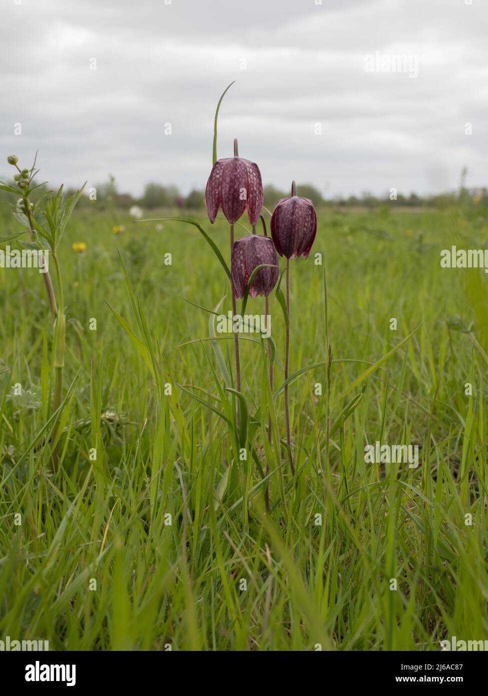 Fritillaria meleagris, gebräuchliche Namen sind Schlangenkopf Fritillary, Schlangenkopf, Schachblume, Froschbecher, Meerschweinchenblume, Guinea-Blume. Stockfoto