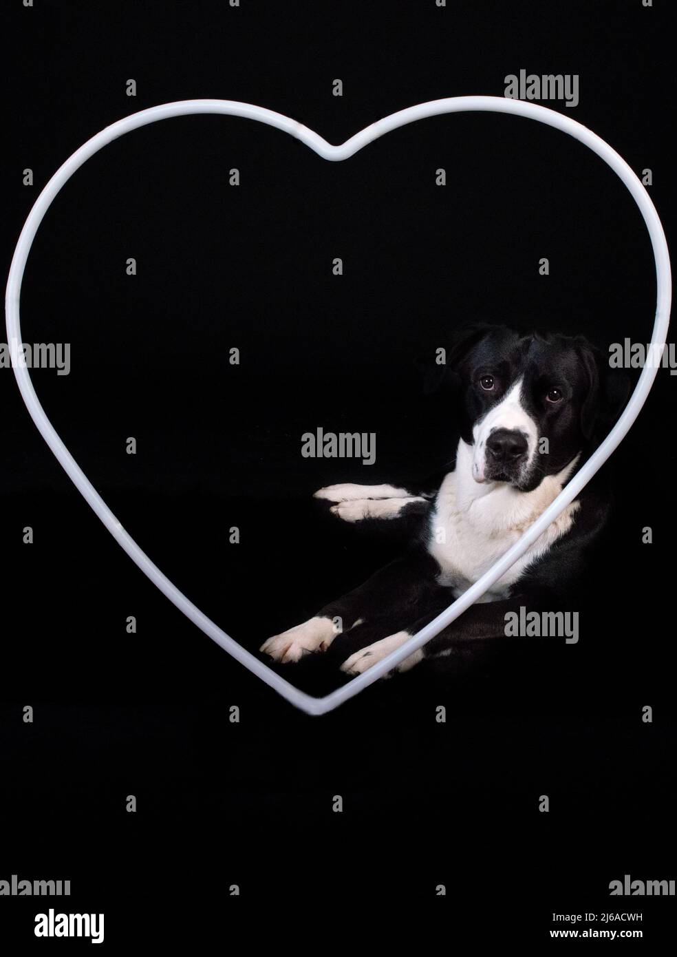 Schwarz-weißer Hund schaut durch ein weißes Herz mit schwarzem Hintergrund Stockfoto