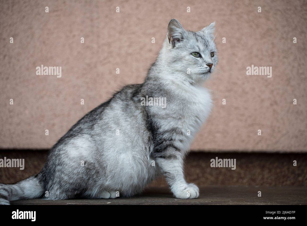 Schönes Porträt einer schottischen geraden Katze auf einer Holzbank. Grau gestreifte schottische Geradohrkatze, Nahaufnahme, im Freien Stockfoto