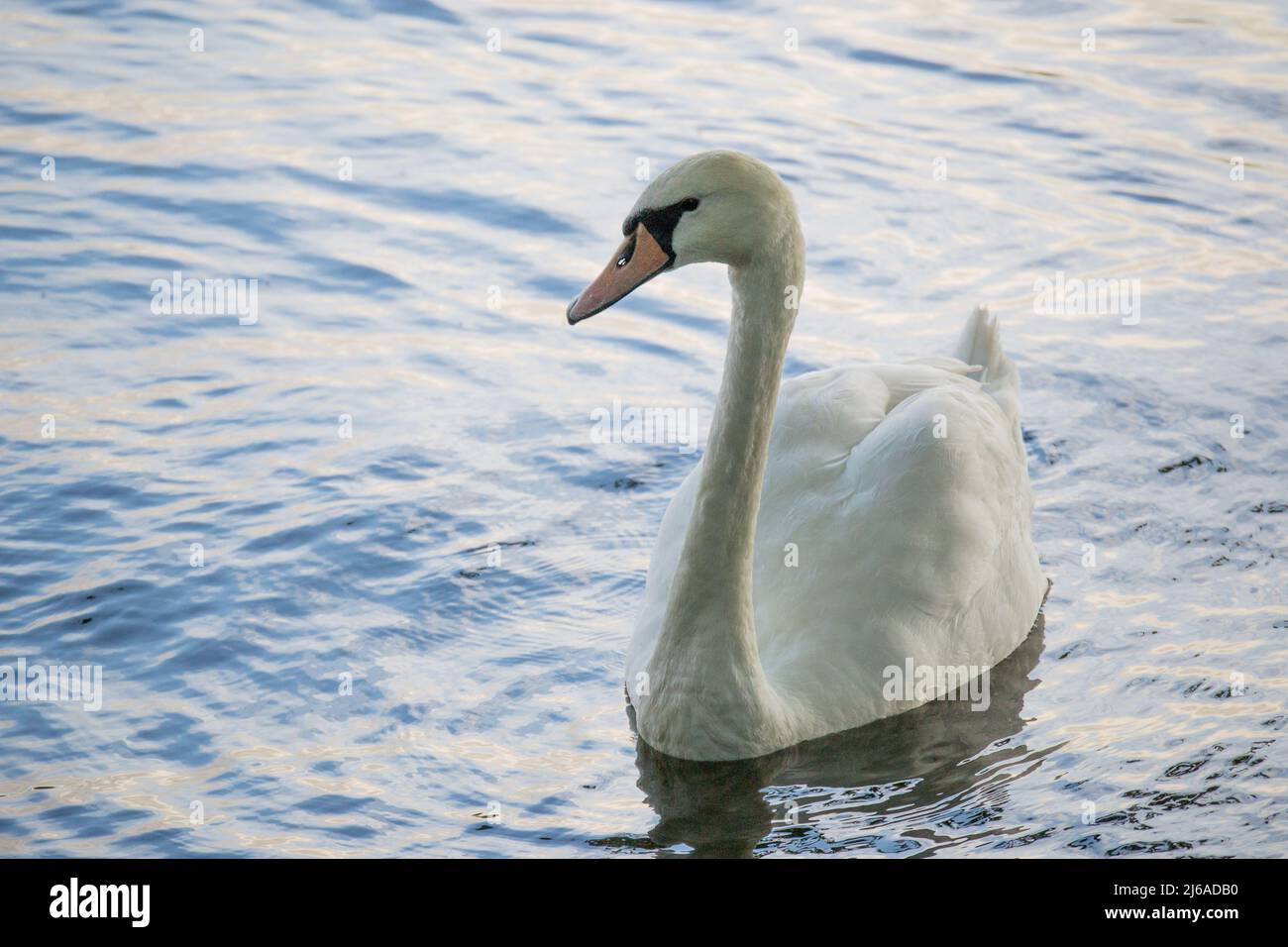 Der weiße mute Schwan (Cygnus cygnus) schwimmt auf dem Windermere Lake im berüchtigten Lake District National Park, Cumbria, England, Großbritannien Stockfoto