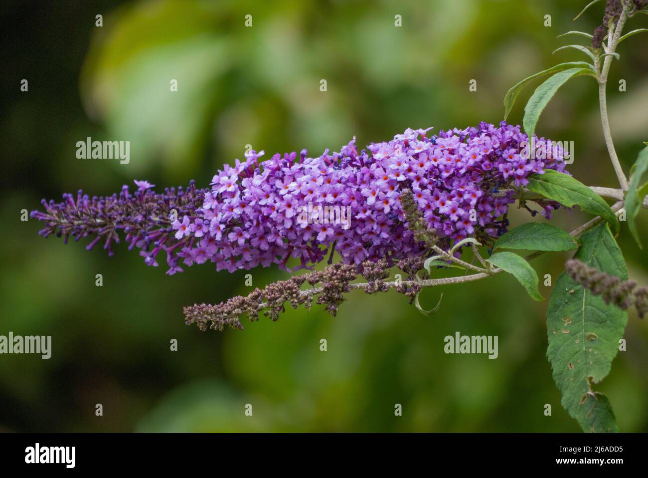 Buddleia / Schmetterlingsbusch (Buddleja davidii) in einem traditionellen englischen Landgarten. Stockfoto