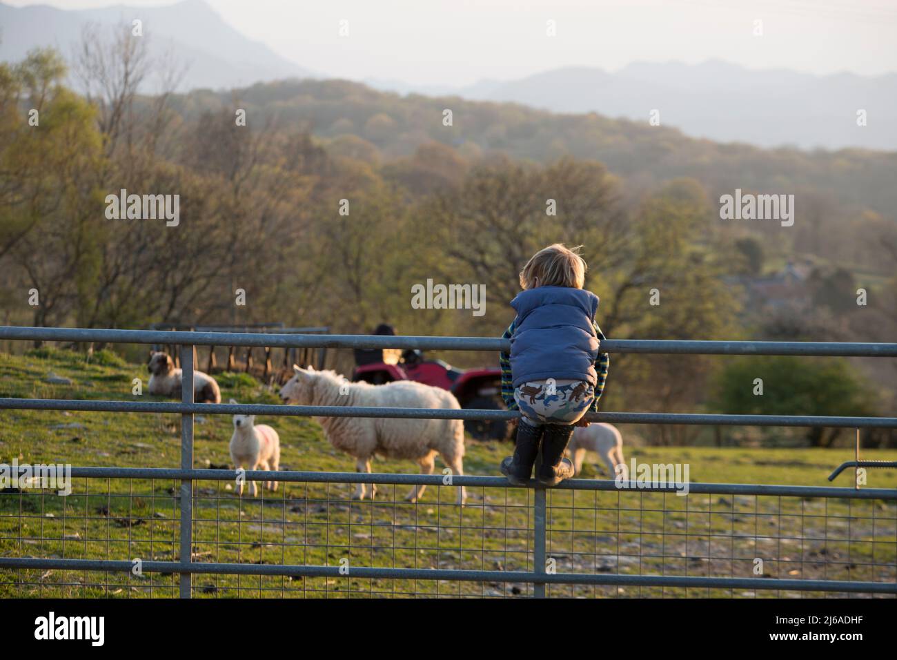 Geschwister beobachten Schafe, von einem Hof Tor Stockfoto