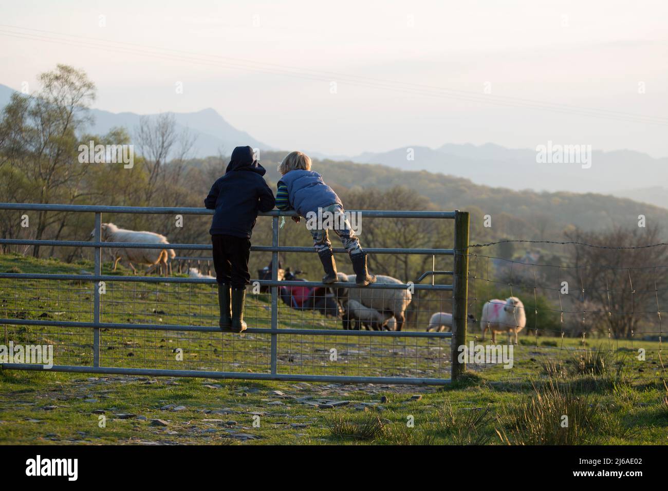 Geschwister beobachten Schafe, von einem Hof Tor Stockfoto