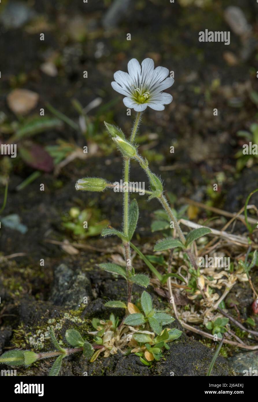 Alpenmaus-Ohr, Cerastium alpinum, blühende Alpen. Stockfoto